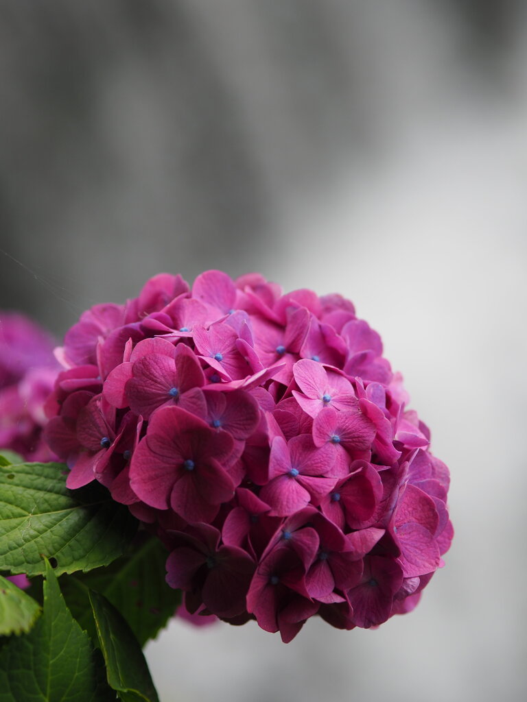 川べりの紫陽花