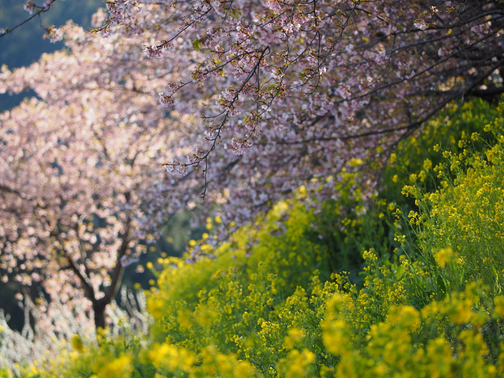 梅　桜　菜の花