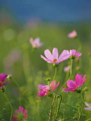 夕方の花畑