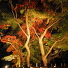 今宵の紅葉