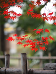 旧下田邸庭園　Ⅱ