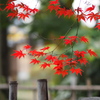 旧下田邸庭園　Ⅱ
