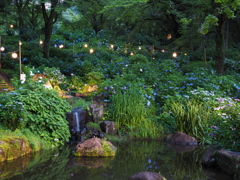 小野池あじさい公園