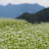 山間の蕎麦畑