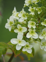 柏葉紫陽花