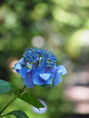 木漏れ日と紫陽花