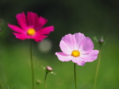 初夏の秋桜