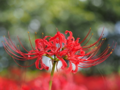 木漏れ日の曼珠沙華