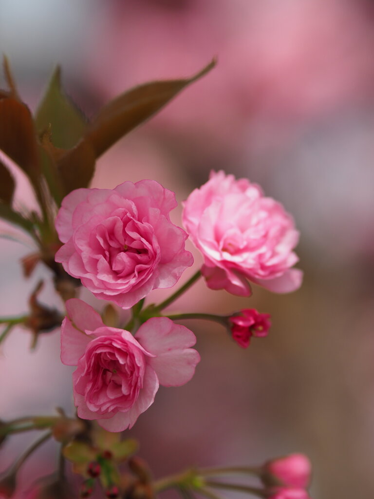 白井宿の八重桜