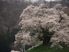 発知の稲代桜
