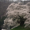 発知の稲代桜