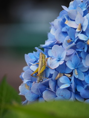 紫陽花に蝗