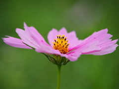 花芯