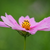 花芯