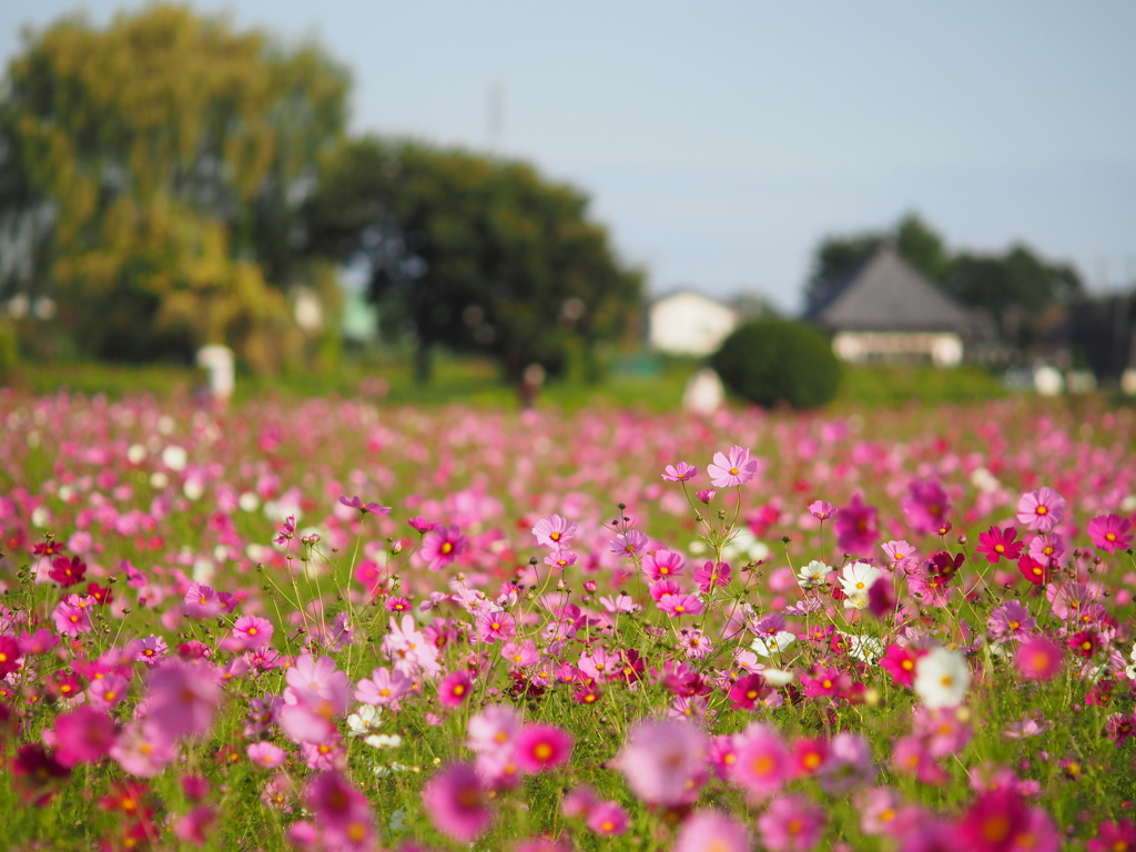 はにわの里公園