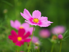 高原の秋桜