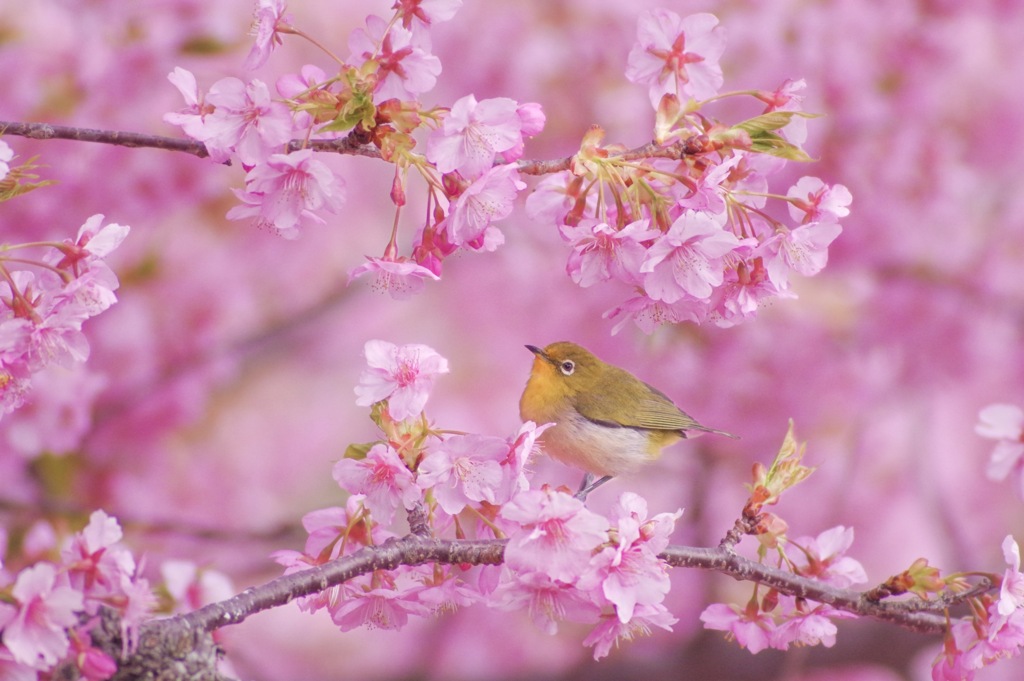 春を呼ぶ