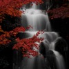 紅葉滝