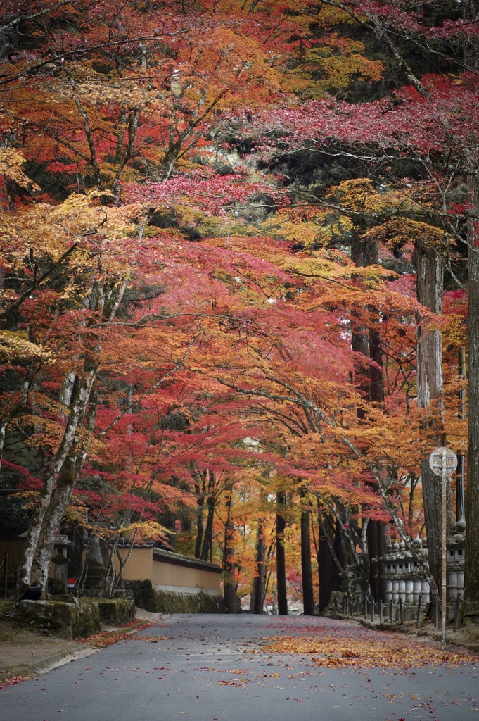 紅葉の重なり