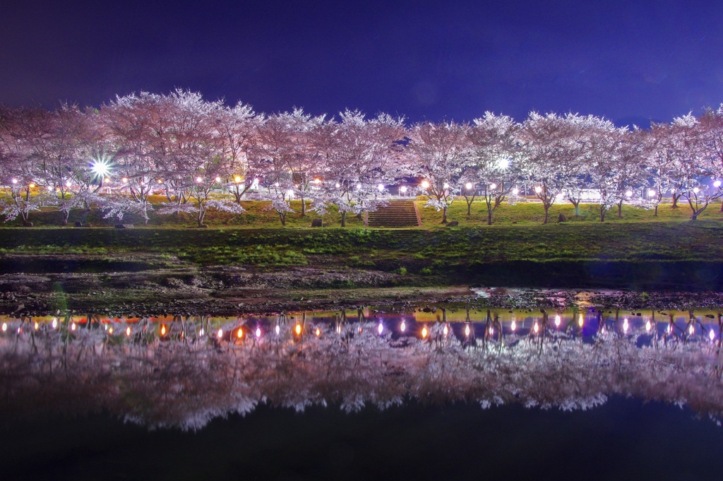 夜桜リフレクション