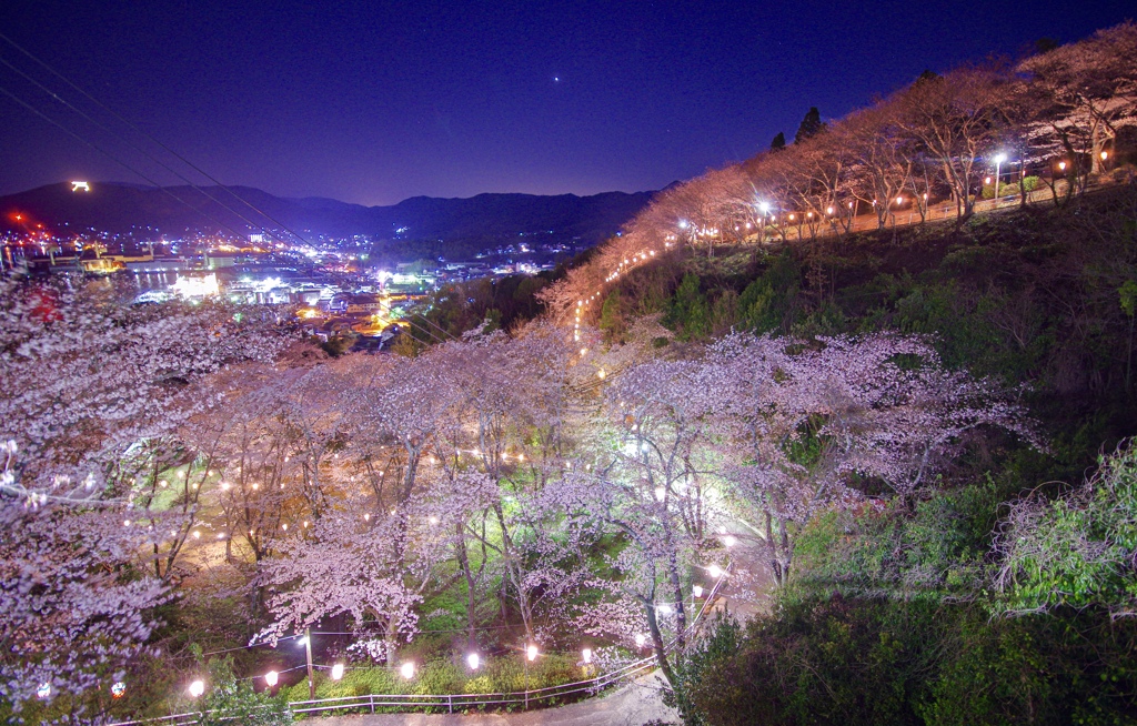 夜桜並木