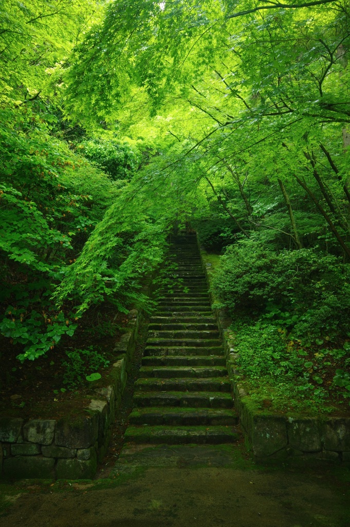 新緑の階段