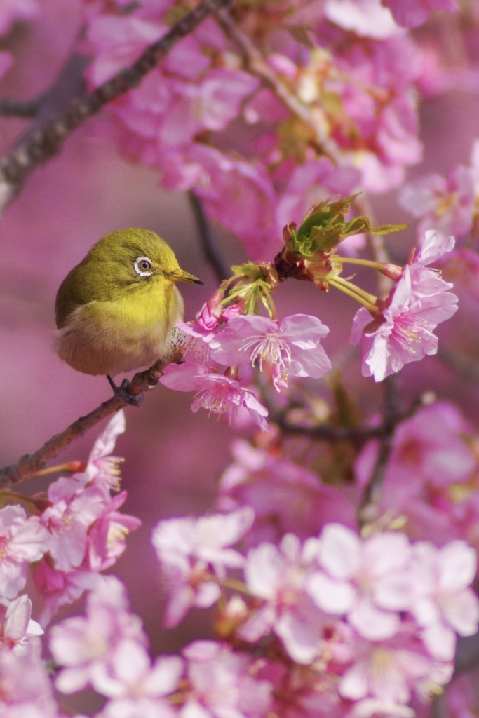 河津桜とメジロ