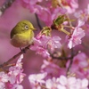 河津桜とメジロ