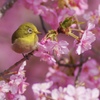 河津桜とメジロ