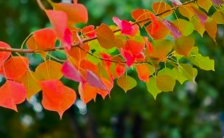 ナンキンハゼの紅葉