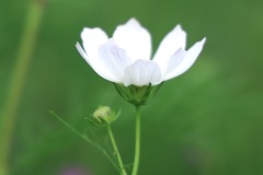 ヒラリ・・