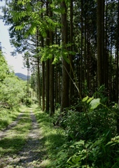 森沿いの小道