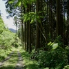 森沿いの小道