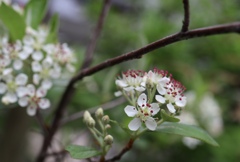 カマツカ開花