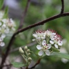 カマツカ開花