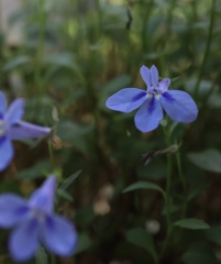 森の中のロベリアの花