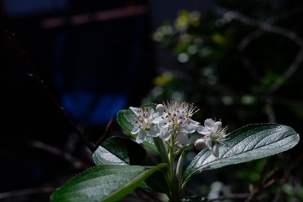 煌めくカマツカの花　その1