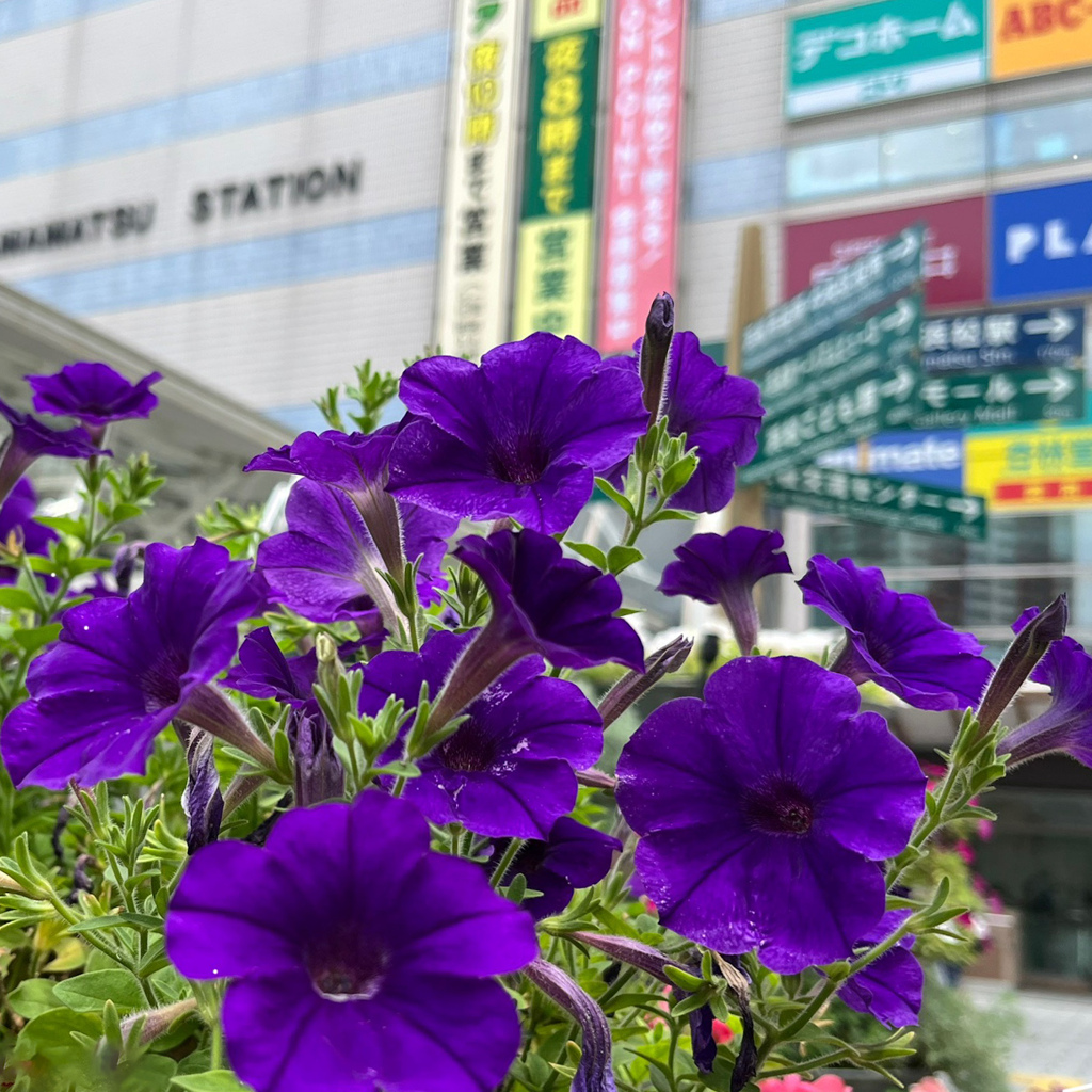 ペチュニアが咲く駅