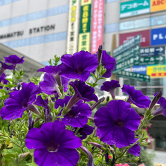 ペチュニアが咲く駅