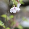 桜一輪