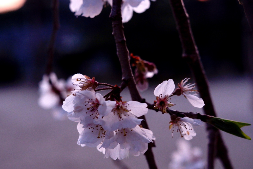 枝垂れ桜