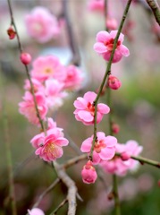 薄雲の午後、梅咲き揃う