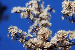 青空に向かって開花