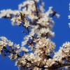 青空に向かって開花