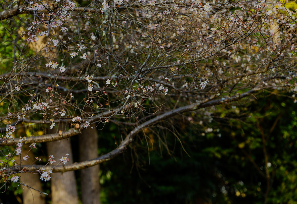 桜咲く晩秋の森