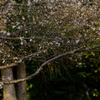 桜咲く晩秋の森