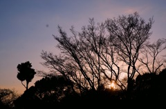 木立ちを沈む夕日