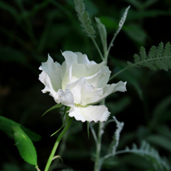 森に咲く薔薇