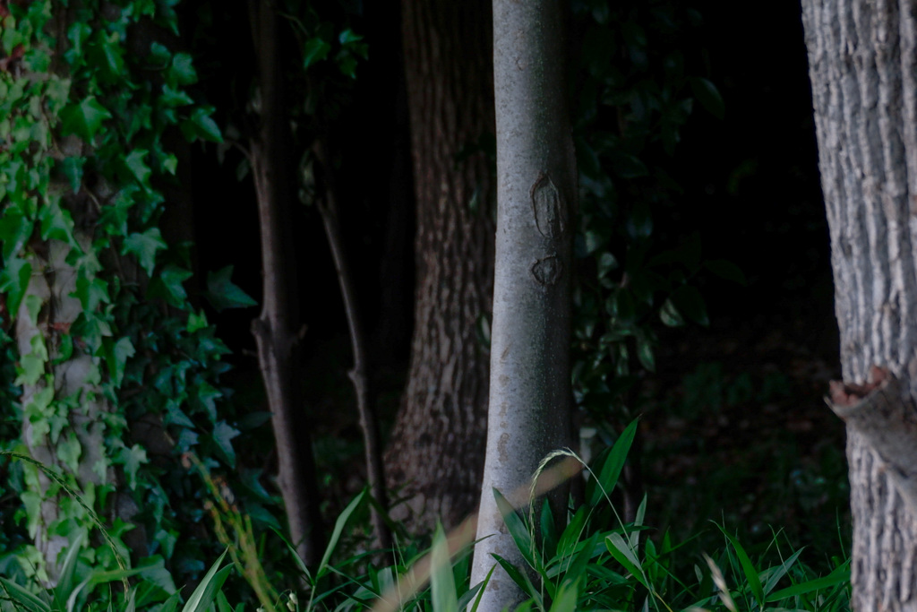 森の入口の風景２