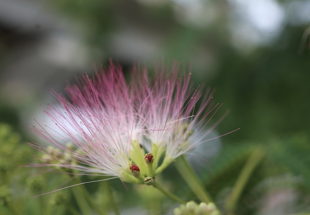 合歓の木の花開く